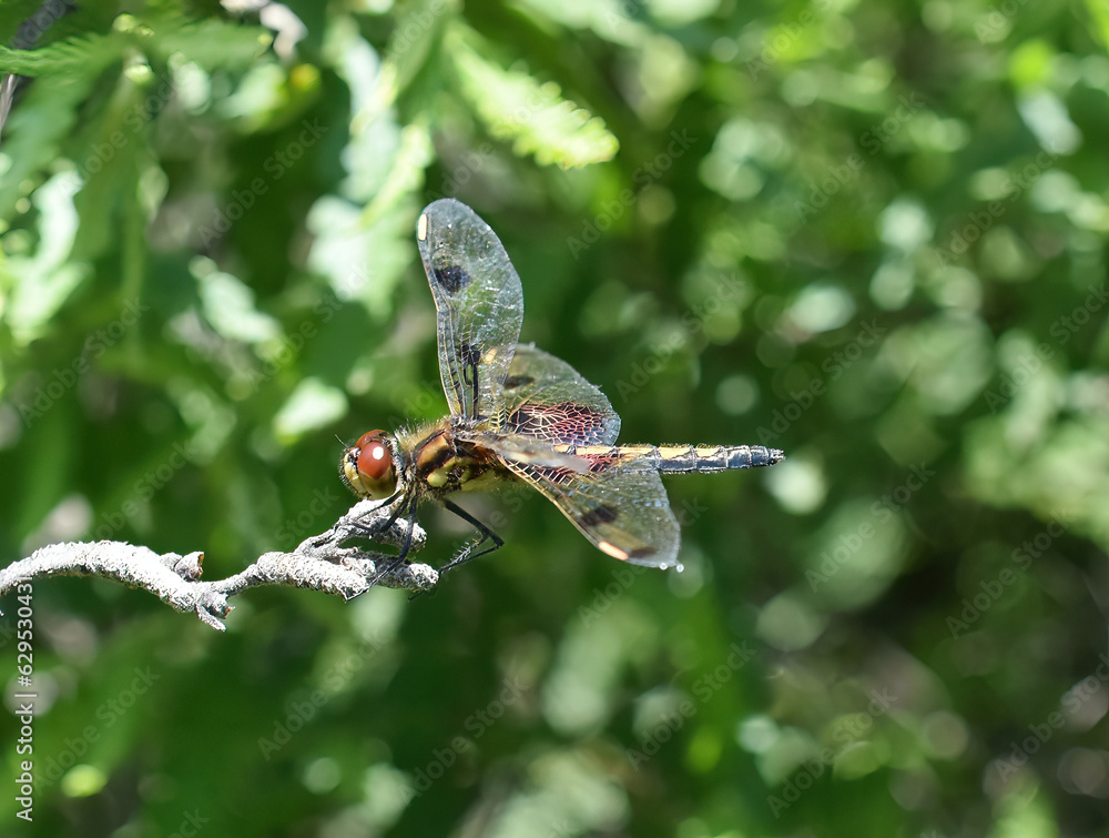 Calico pennant Celithemis elisa dragonfly female sitting on a stick in green environment