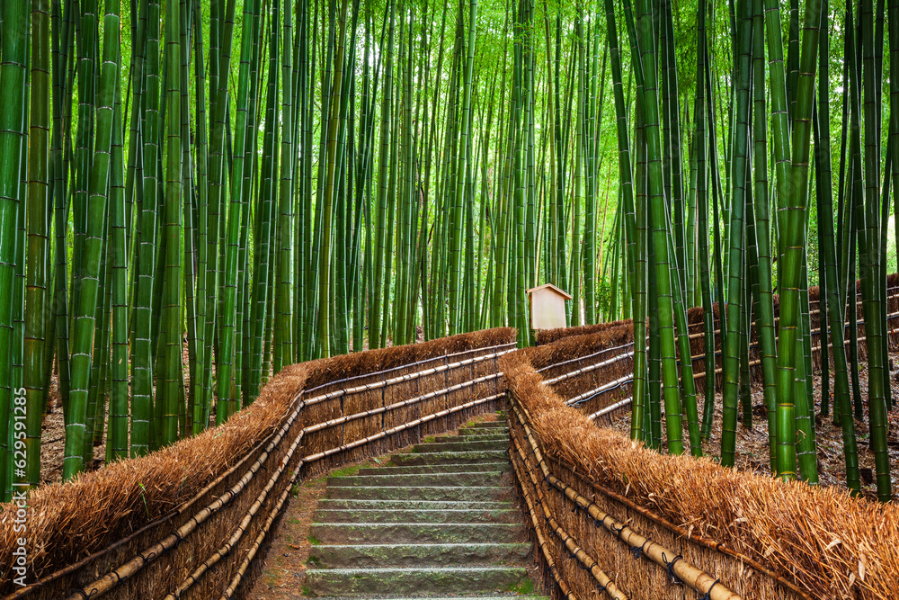 Path to bamboo forest, Arashiyama, Kyoto, Japan.