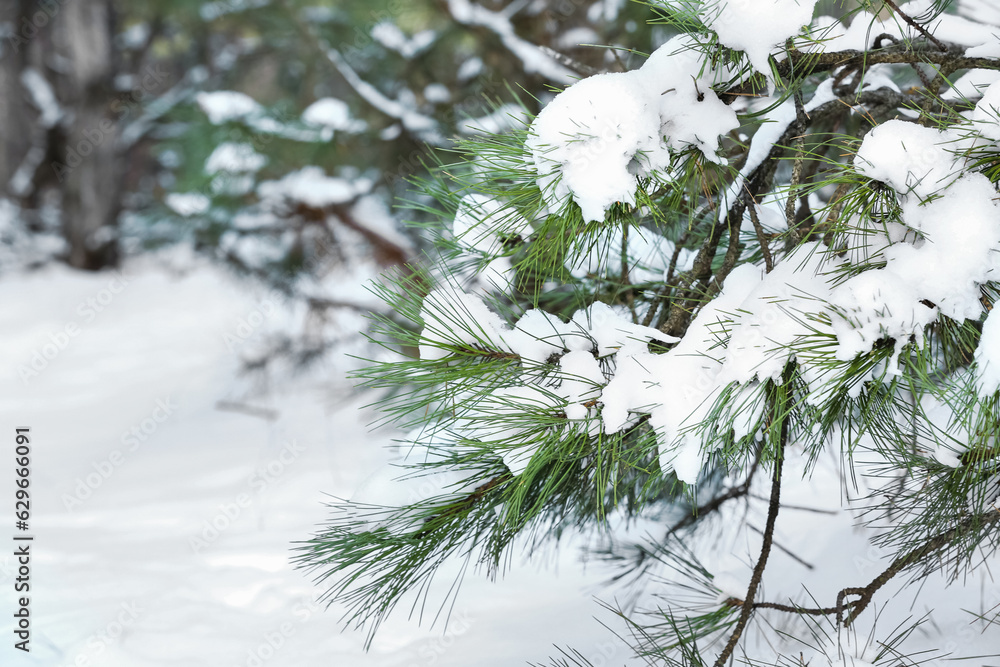 Pine tree branches covered with snow on winter day