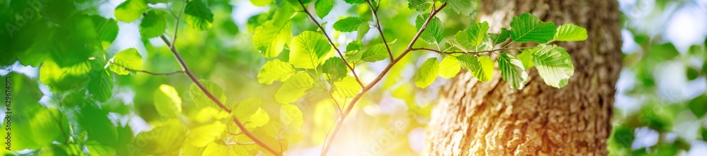 Panoramic view of the fresh foliage in natural park.