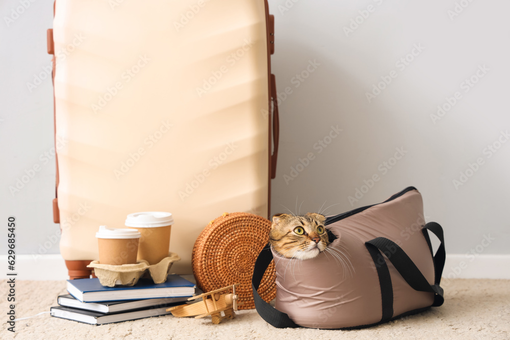 Scottish fold cat in carrier and travelling accessories near light wall