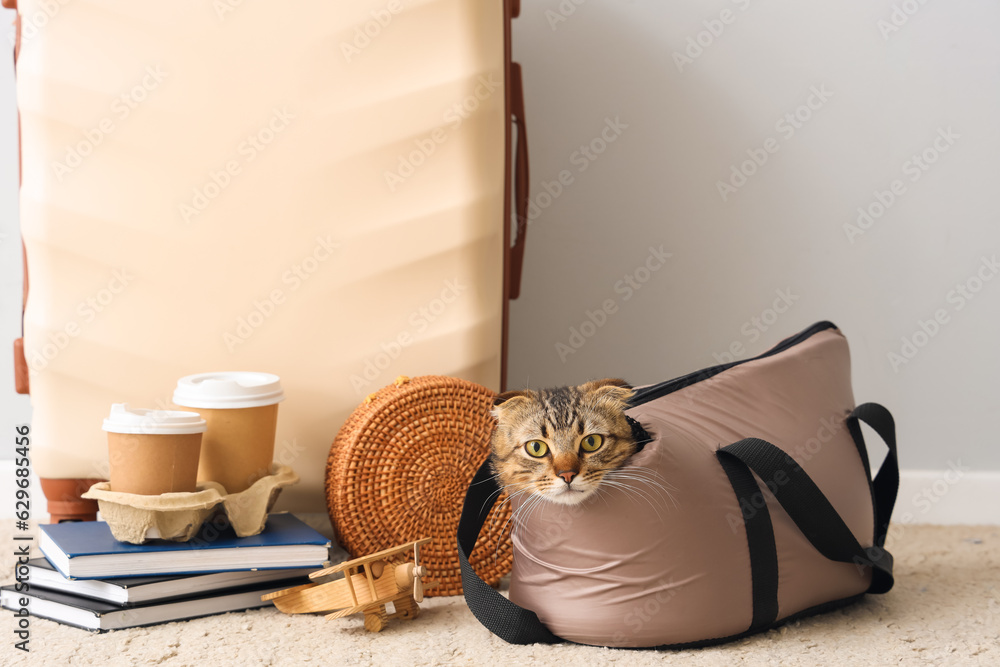 Scottish fold cat in carrier and travelling accessories near light wall