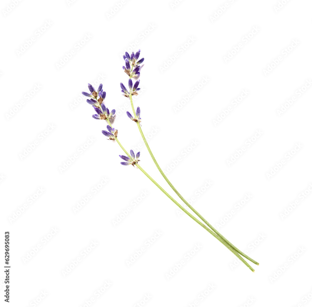 Branches of beautiful lavender flowers on white background