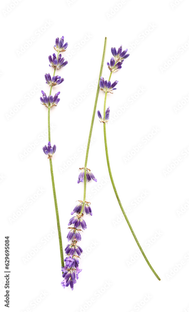 Branches of beautiful lavender flowers on white background