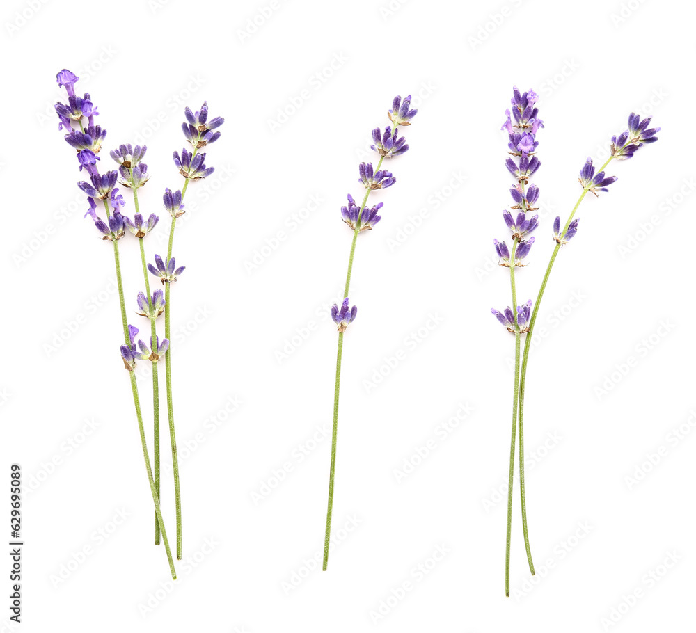 Branches of beautiful lavender flowers on white background