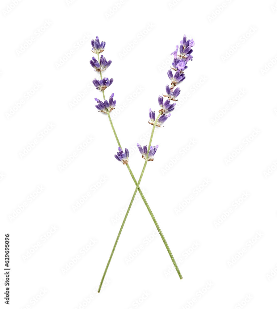 Branches of beautiful lavender flowers on white background