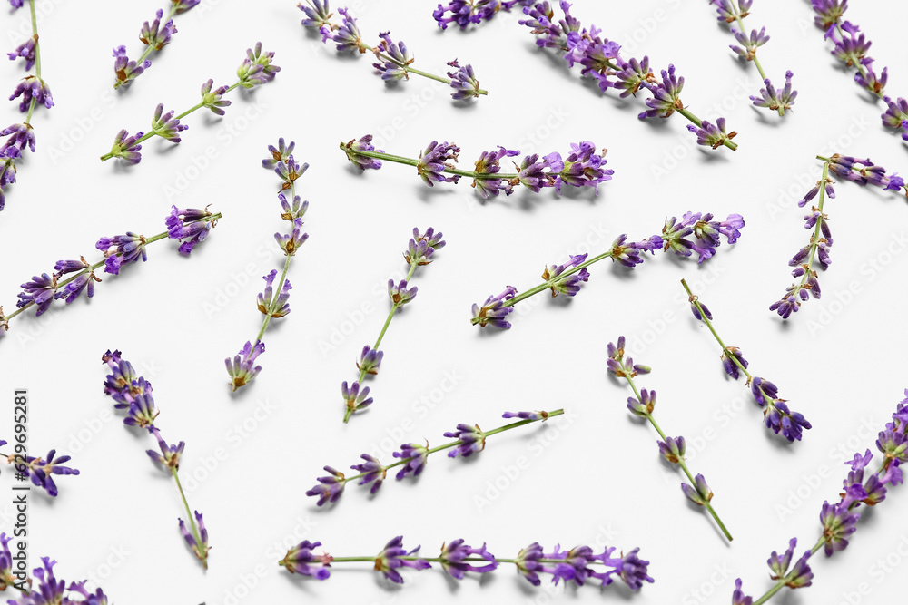 Branches of beautiful lavender flowers on white background