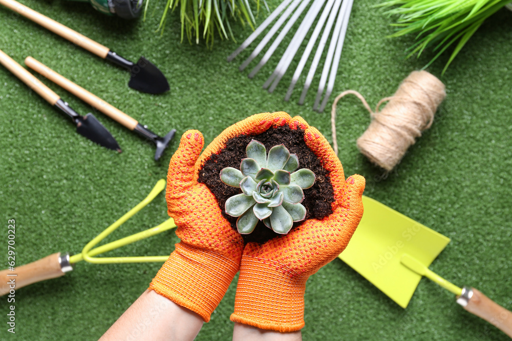 Female hands in gardening gloves with plant on green background