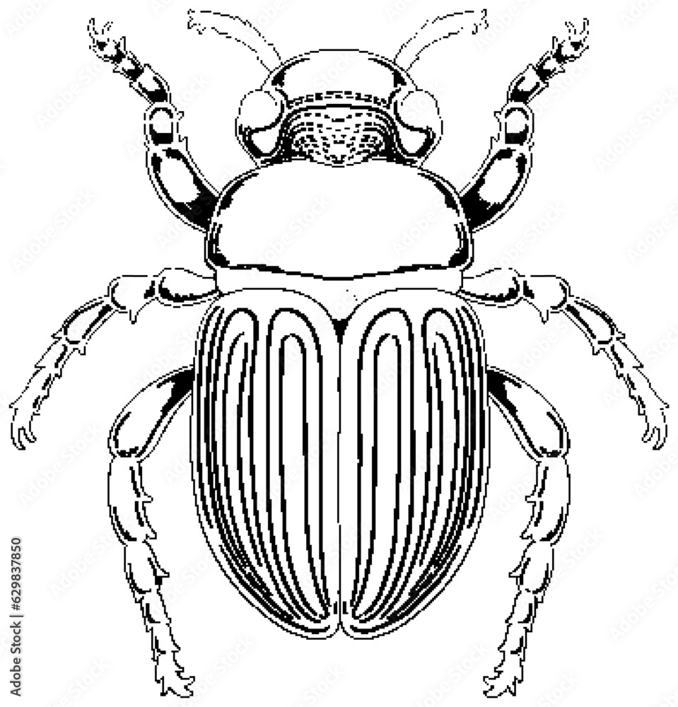 Scarab Beetle Outline for Colouring