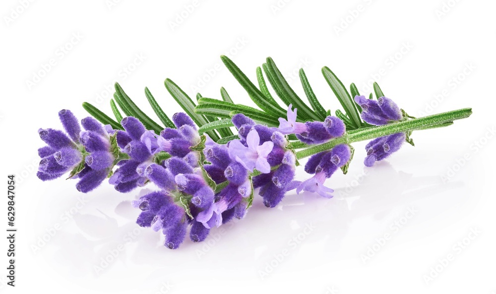 Lavender flowers isolated on white background 