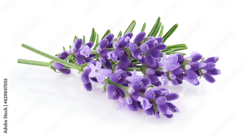 Lavender flowers isolated on white background 