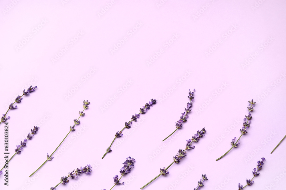 Branches of beautiful lavender flowers on purple background