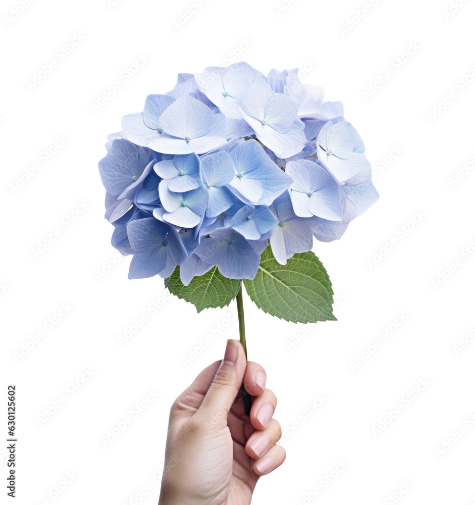 Hand holding a blue hydrangea flower