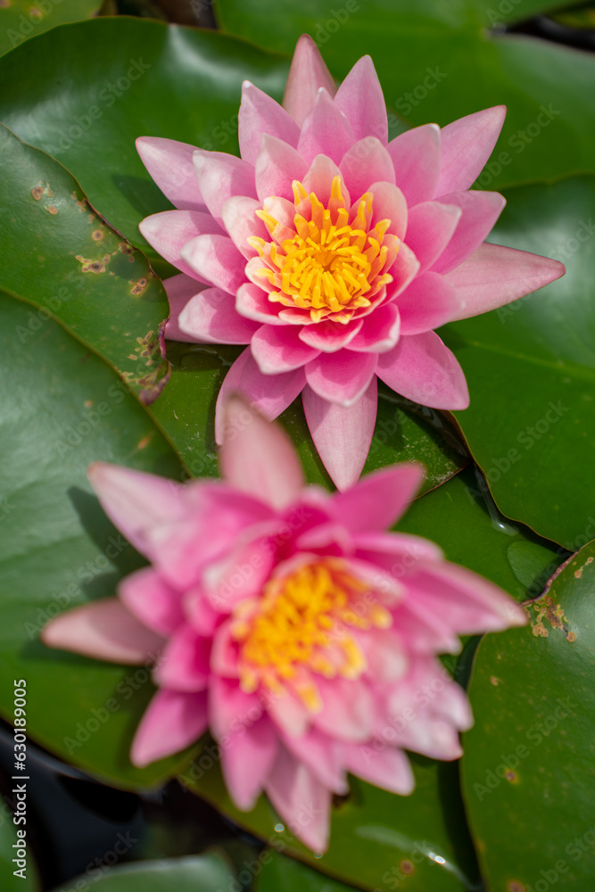 Lovely flowers. commonly called water lily or water lily among green leaves and blue water. beautifu