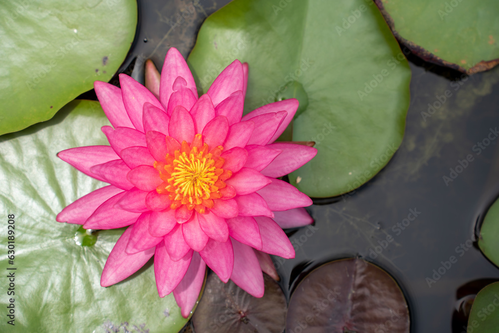 Lovely flowers. commonly called water lily or water lily among green leaves and blue water. beautifu