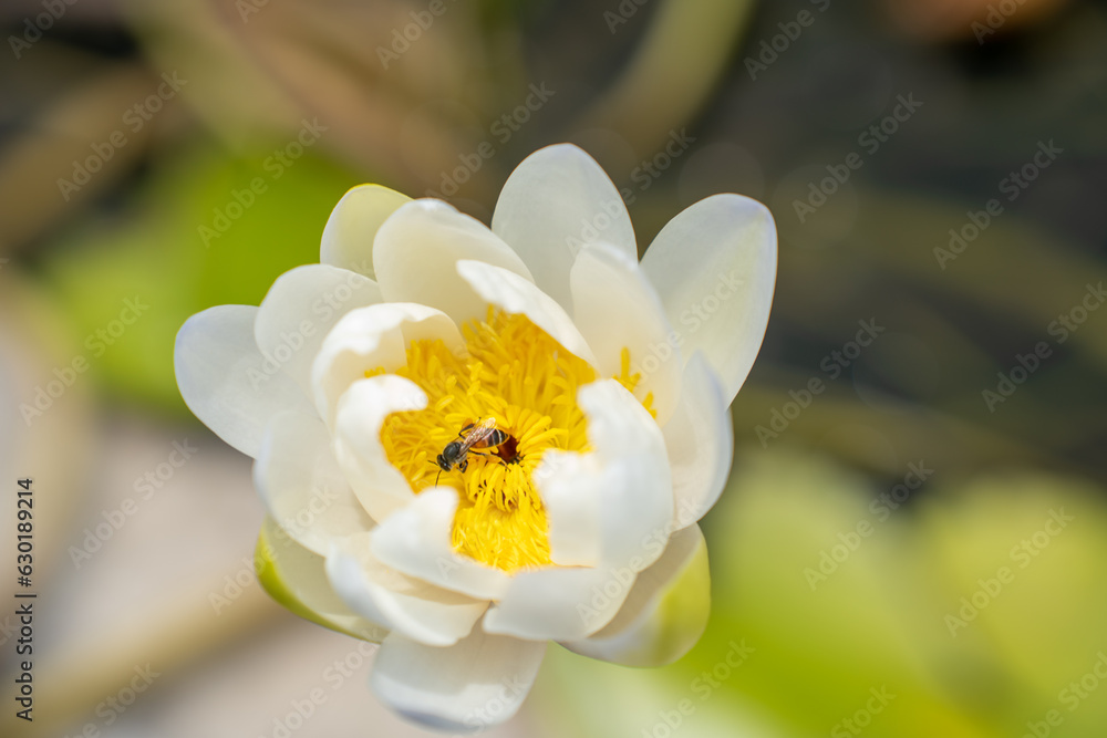 Lovely flowers. commonly called water lily or water lily among green leaves and blue water. beautifu