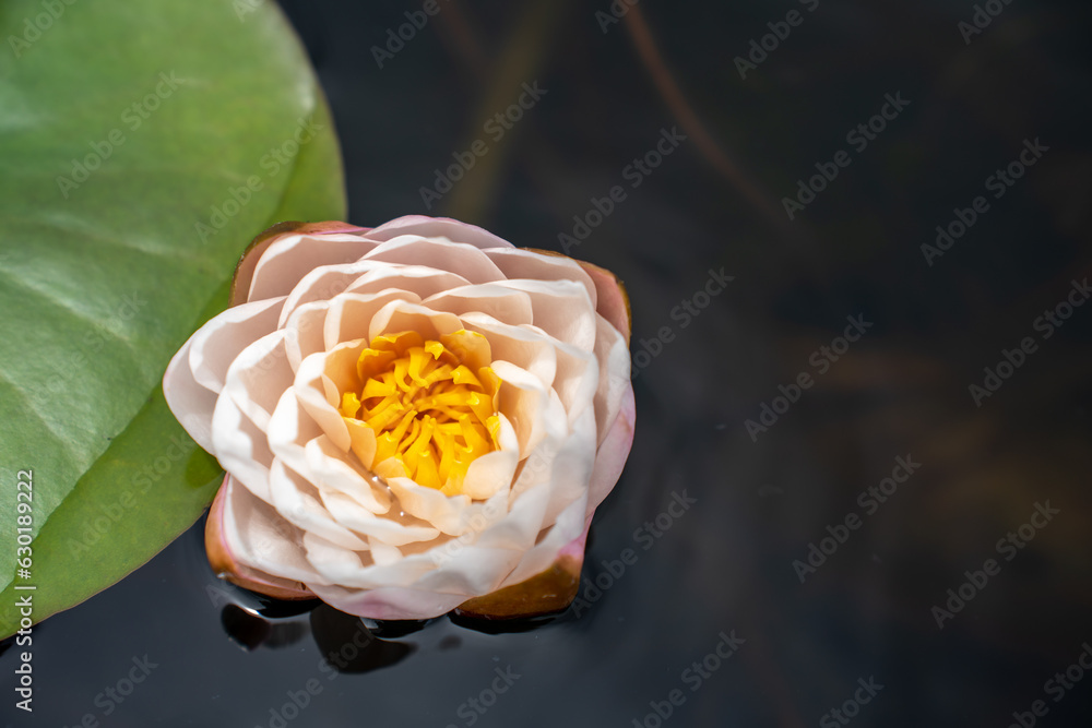 Lovely flowers. commonly called water lily or water lily among green leaves and blue water. beautifu