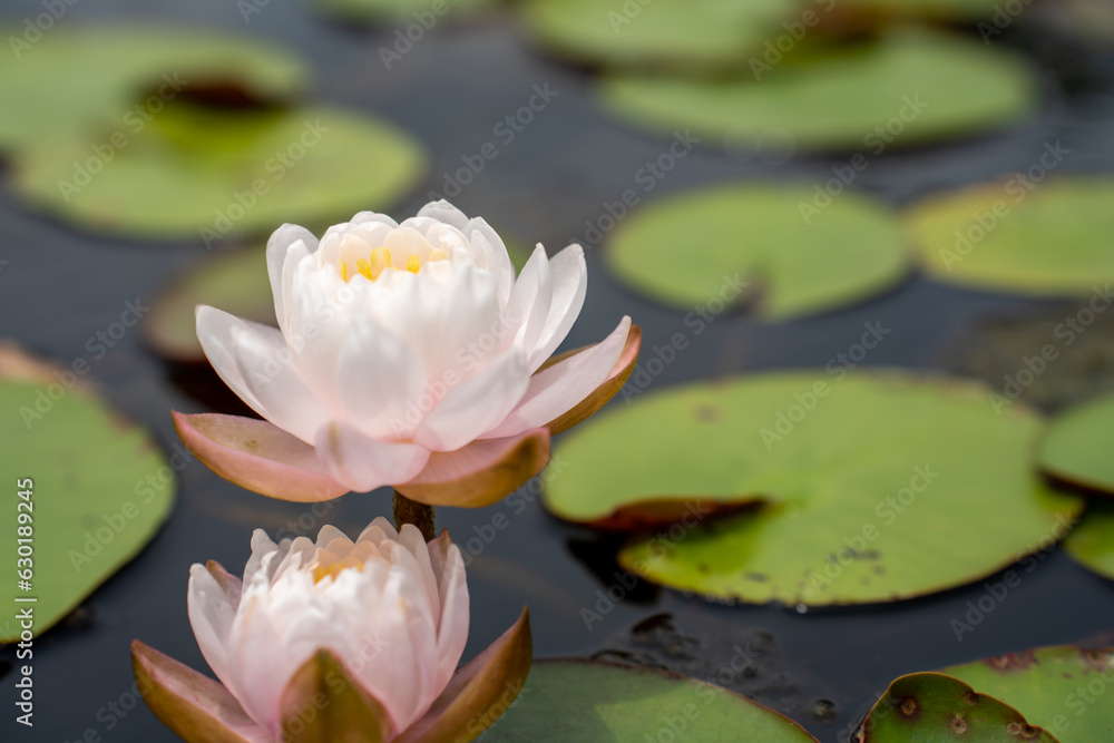 Lovely flowers. commonly called water lily or water lily among green leaves and blue water. beautifu