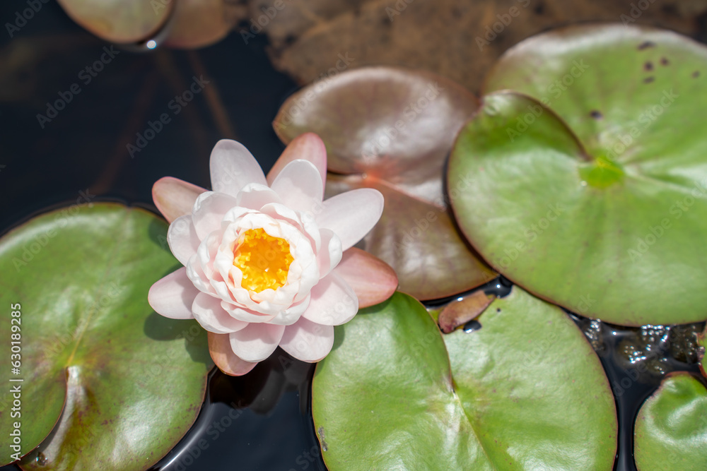 Lovely flowers. commonly called water lily or water lily among green leaves and blue water. beautifu