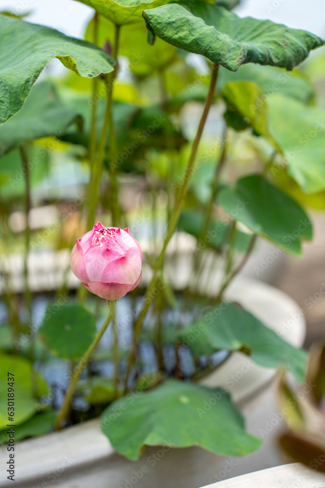 Lovely flowers. commonly called water lily or water lily among green leaves and blue water. beautifu