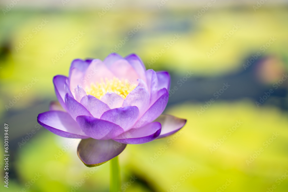 Lovely flowers. commonly called water lily or water lily among green leaves and blue water. beautifu