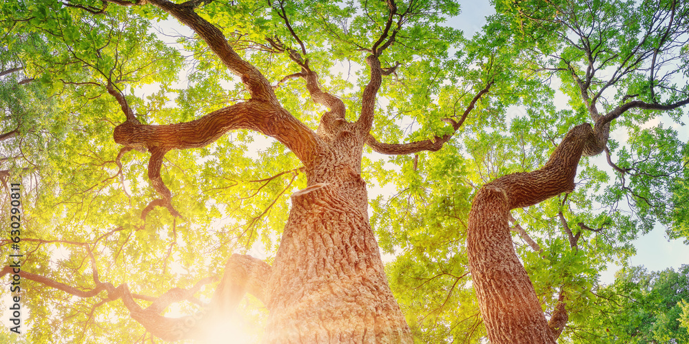 Old oak tree in sunlight in natural park in summer.