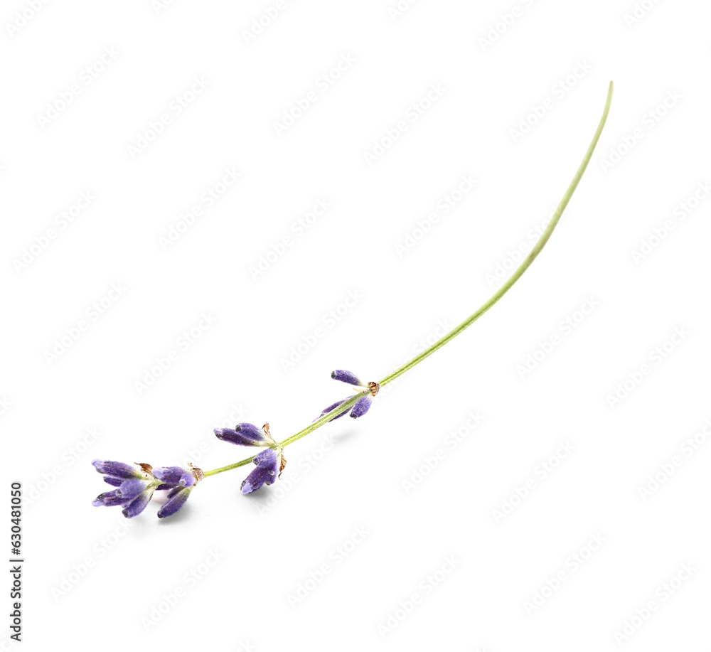 Branch of beautiful lavender flowers on white background