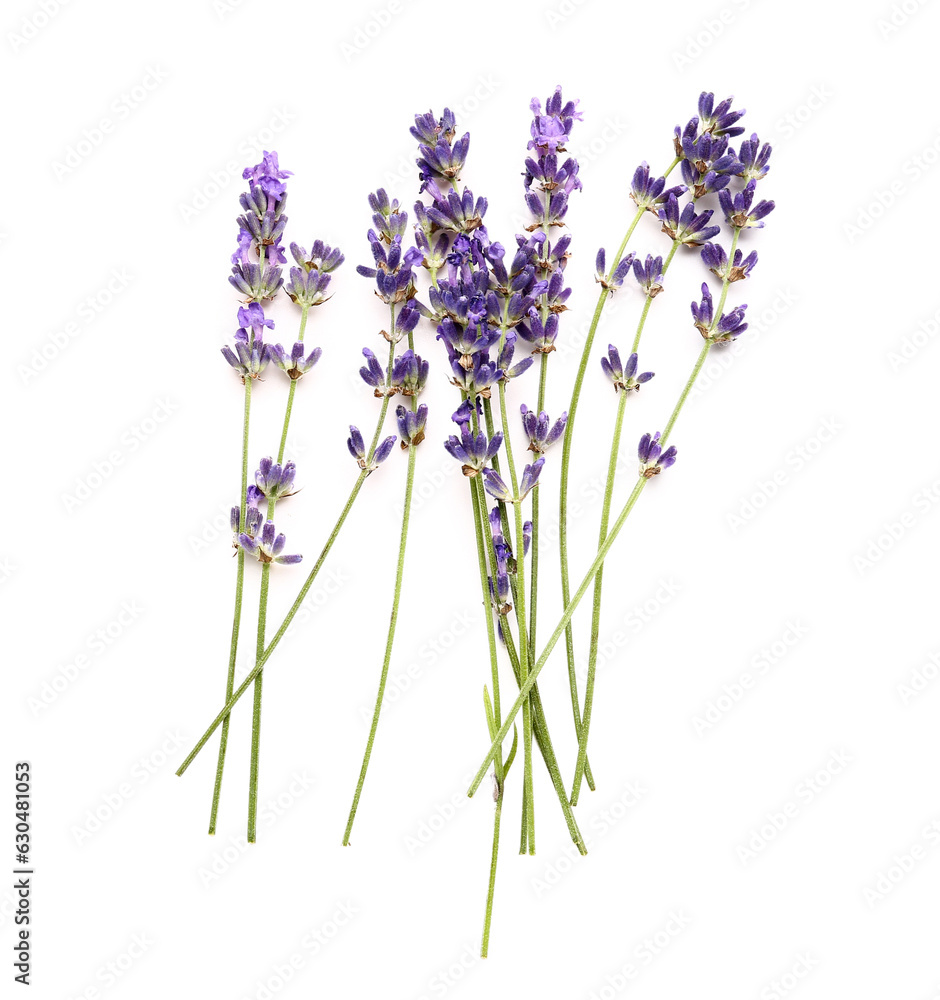 Branches of beautiful lavender flowers on white background