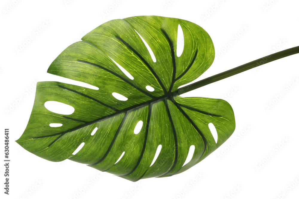 Green leaf on white background