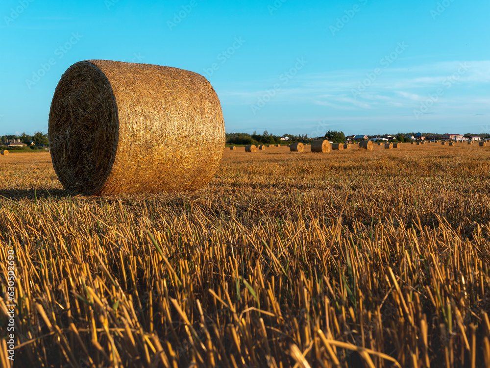 Landscape freshly cut haystack lies on the grass. Harvest Concept