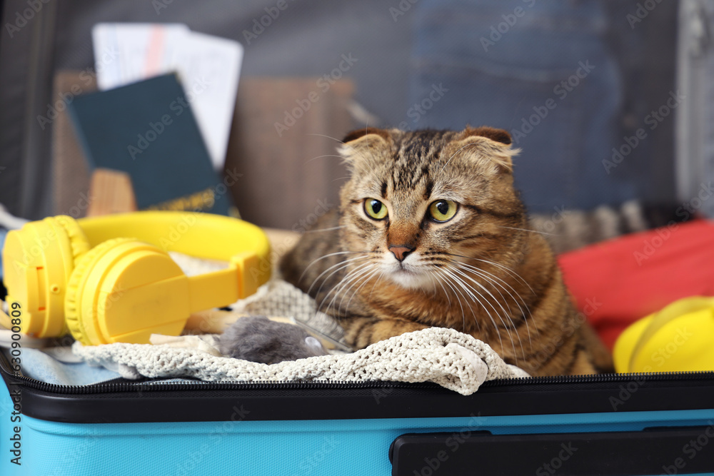 Scottish fold cat in suitcase at home, closeup