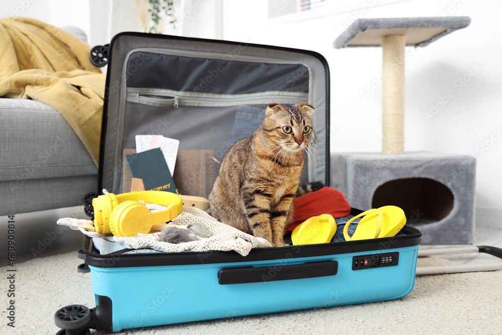 Scottish fold cat in suitcase at home