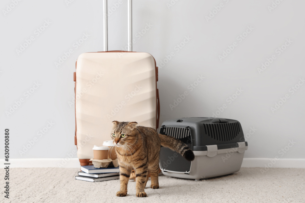 Scottish fold cat with carrier and travelling accessories near light wall