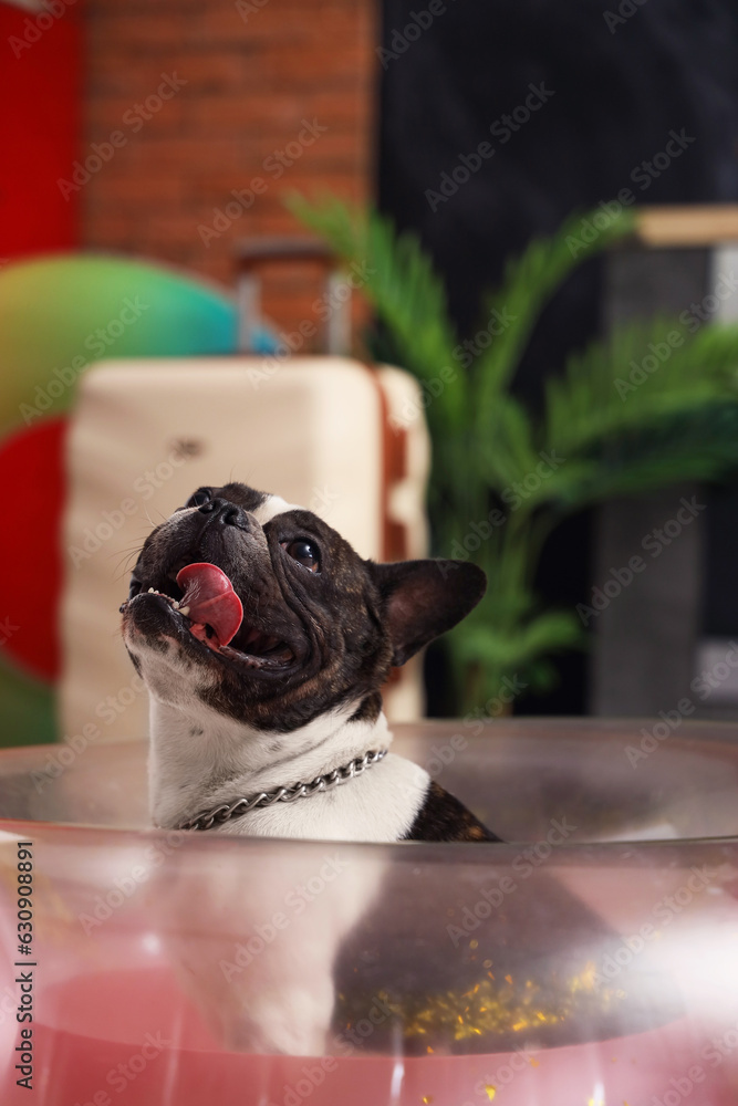 French bulldog with swim ring at home, closeup