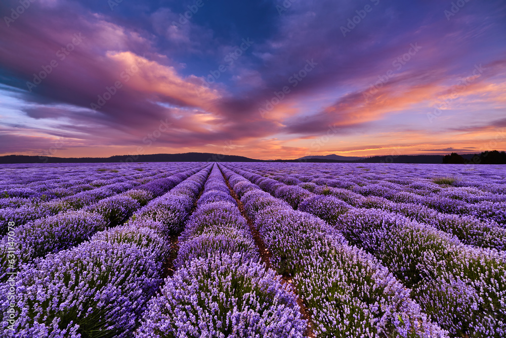 Colorful sunset over lavender field