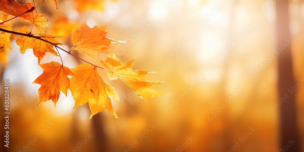 Beautiful orange and golden autumn maple leaves against a blurry park in sunlight with beautiful bok