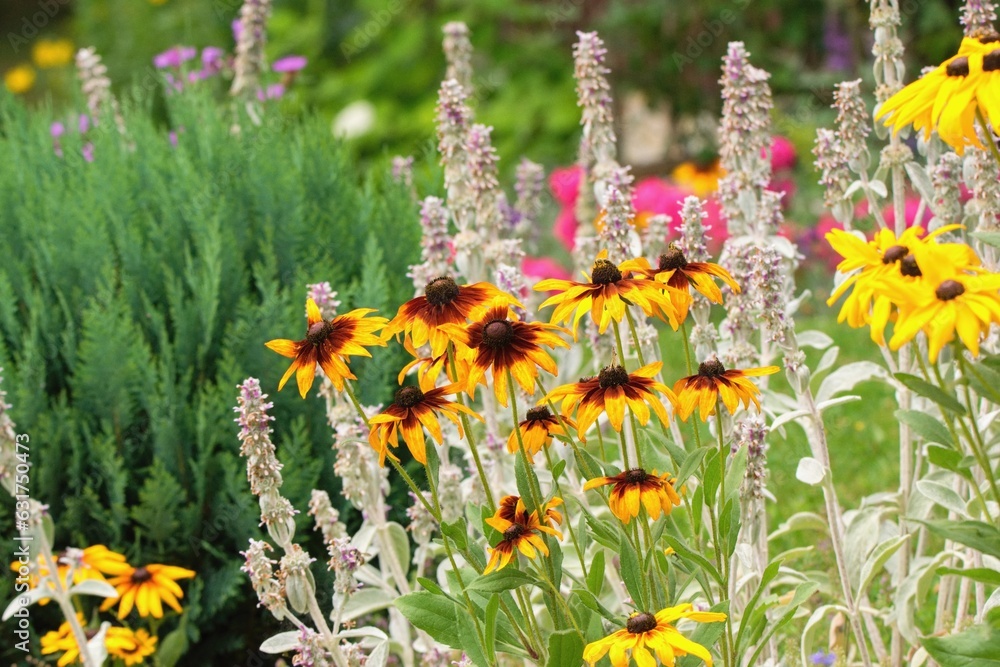 Rudbeckia triloba (Browneyed susan) flower in the summer garden