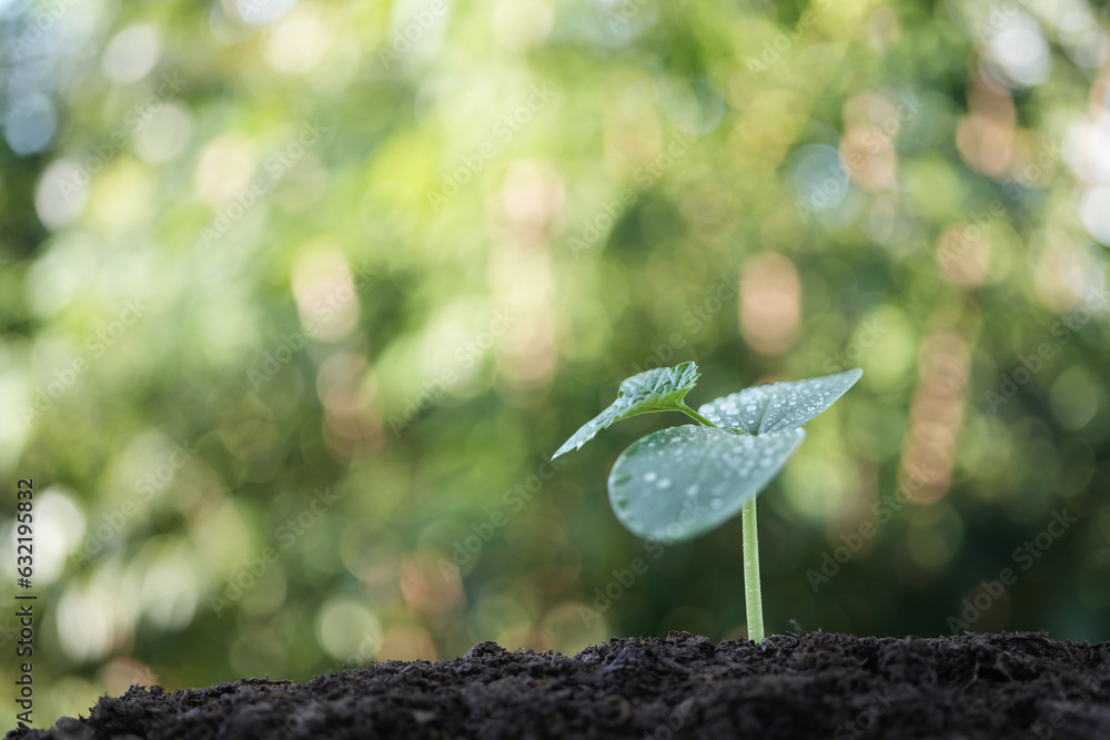 sprout plant with big leaf growing