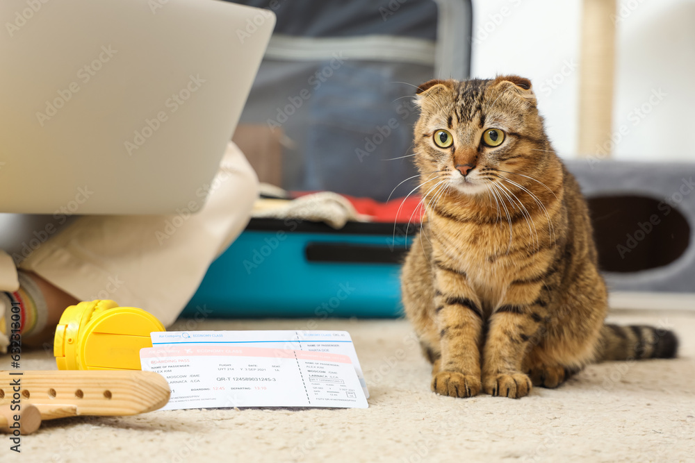 Scottish fold cat with travelling accessories and owner at home