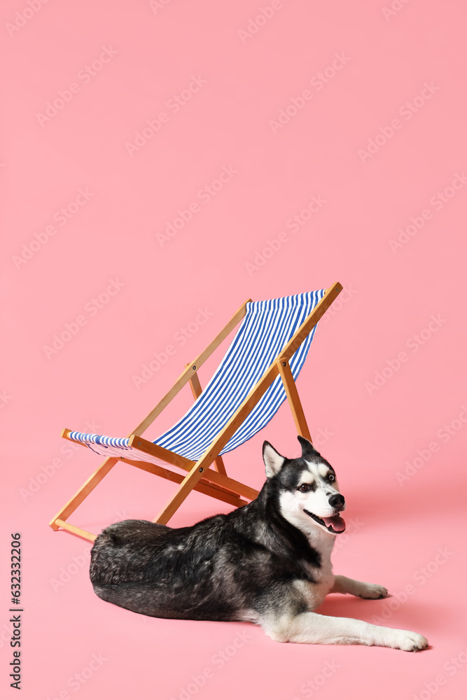 Cute Husky dog and deck chair on pink background