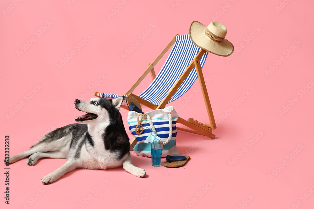 Cute Husky dog and deck chair with beach accessories on pink background