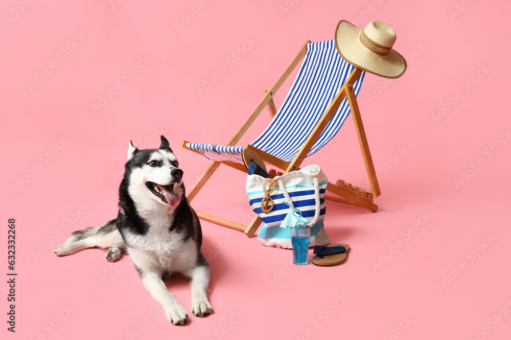 Cute Husky dog and deck chair with beach accessories on pink background