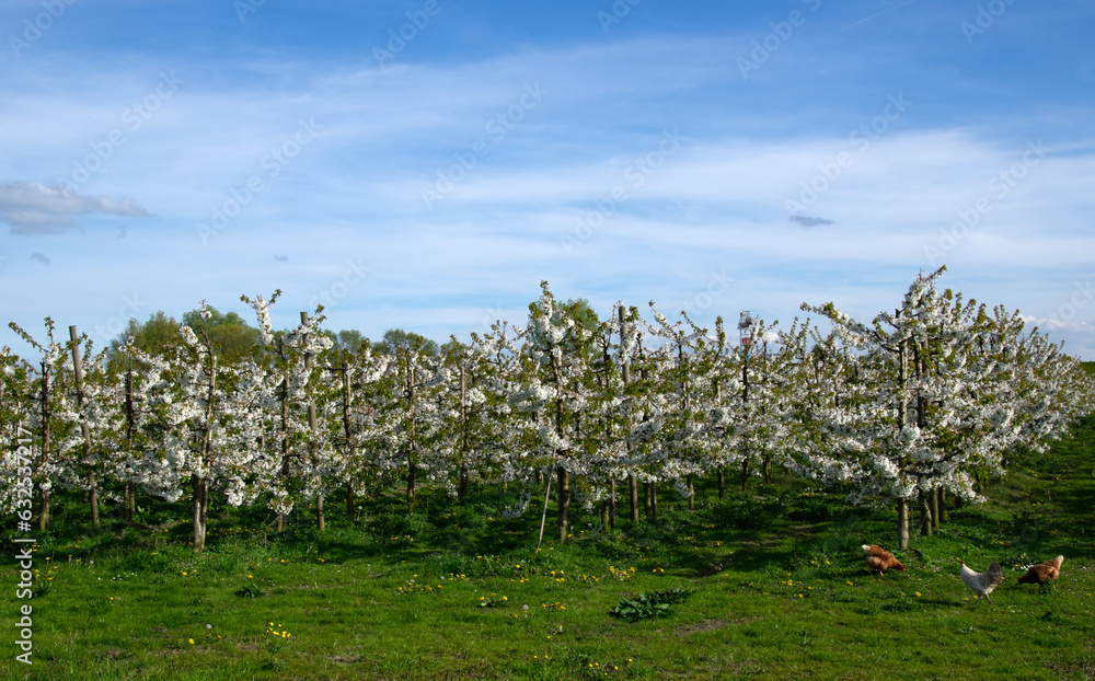 Blooming  tree in the garden