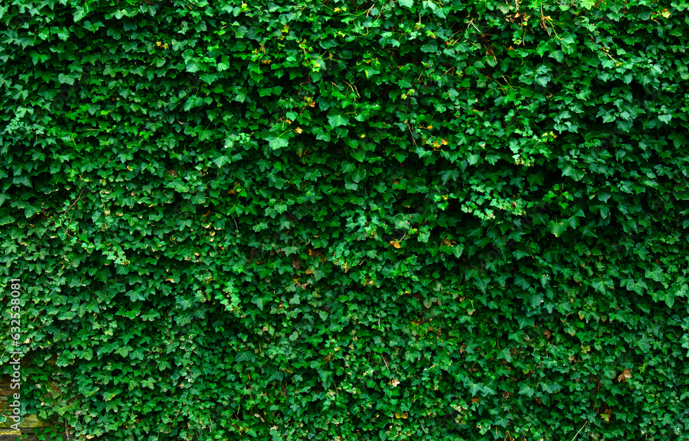 Ivy brick wall texture