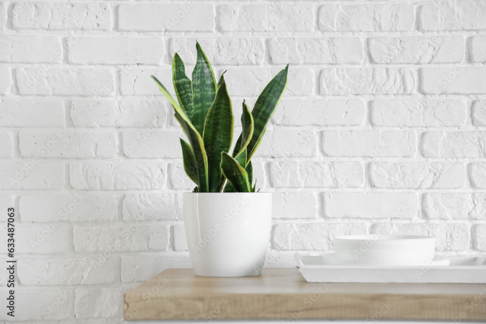 Kitchen counter with clean dishes and houseplant