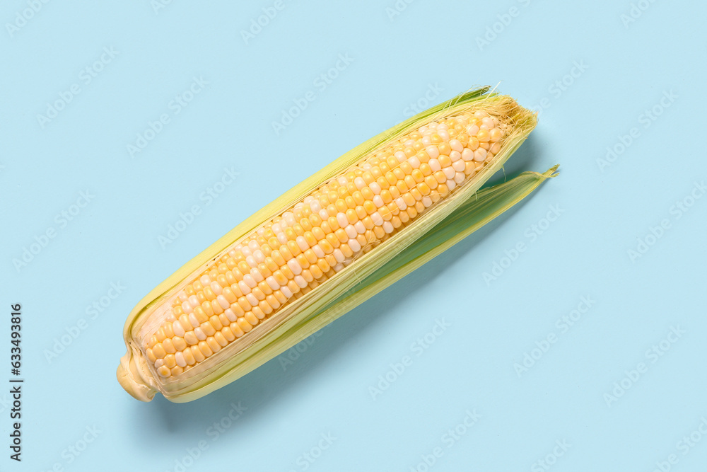 Fresh corn cob on blue background