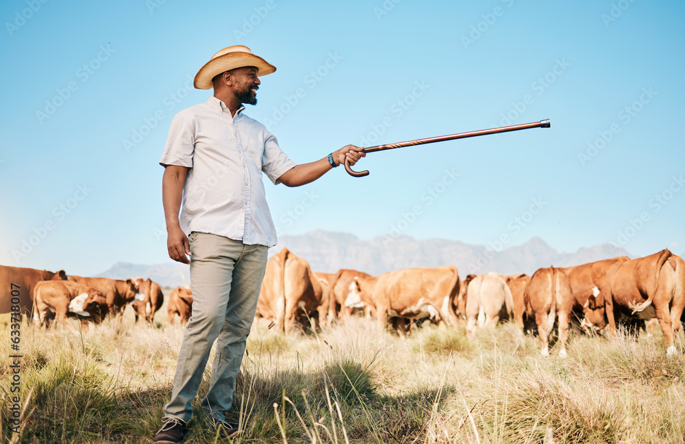 Cows, farmer pointing or black man on farm agriculture for livestock, sustainability or agro busines