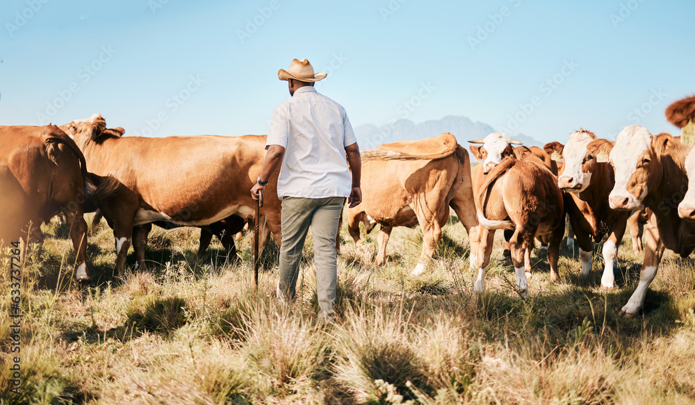 Cattle, walking or black man on farm agriculture for livestock, sustainability and agro business in 