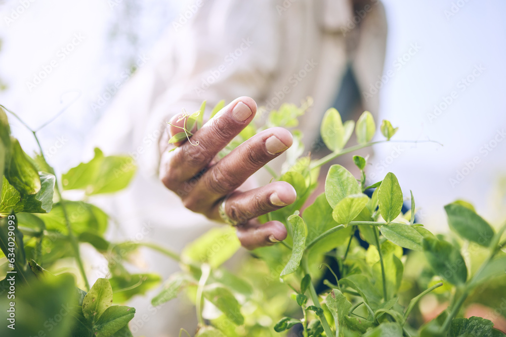 Environment, agriculture and farm with hands of person for plant, sustainability and nature. Soil, l