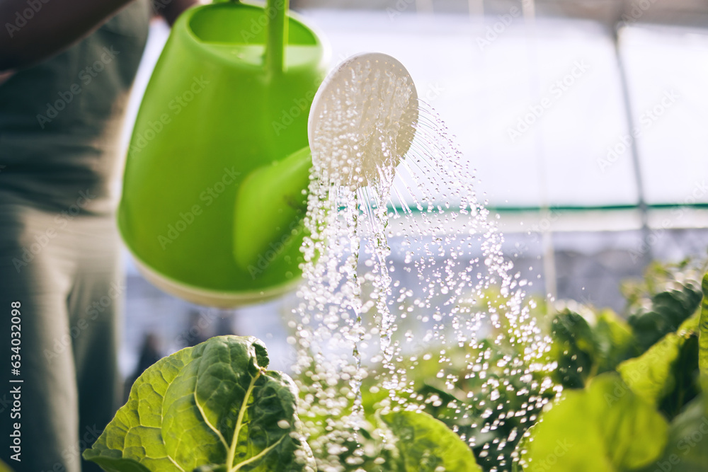 Farmer, person and watering of greenhouse plants for farming, agriculture and small business growth.